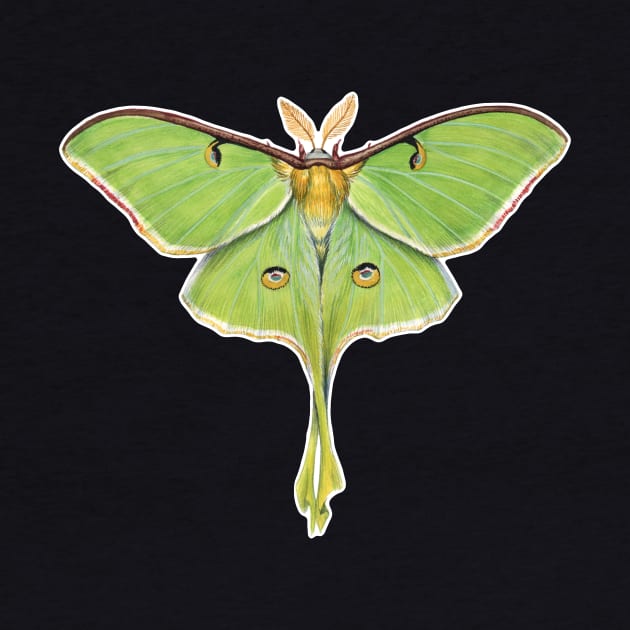 Luna Moth by JadaFitch